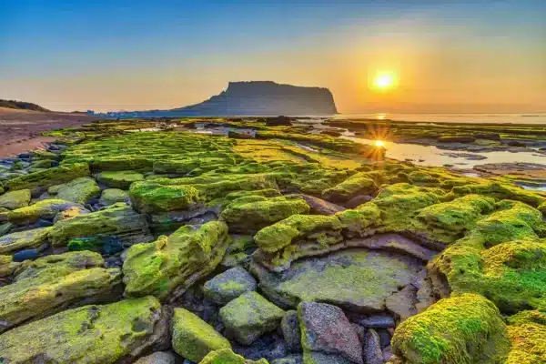 Colores de Corea con Isla de Jeju: Descubre lo mejor de Asia Milenaria